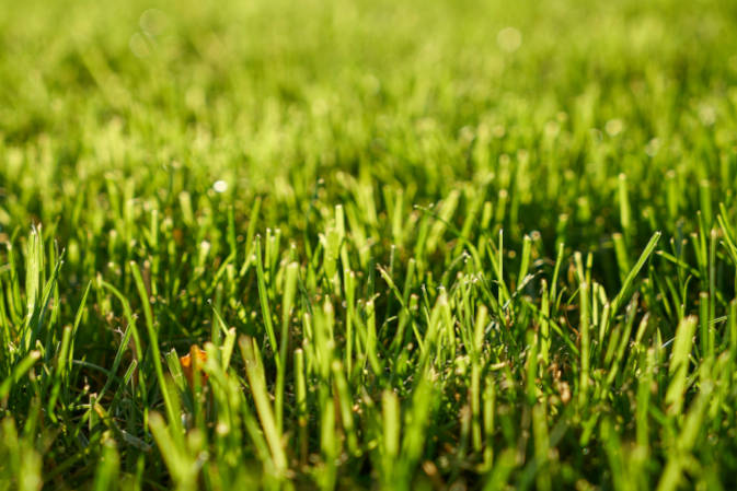 Wertykulacja i aeracja trawy - na czym polegają?