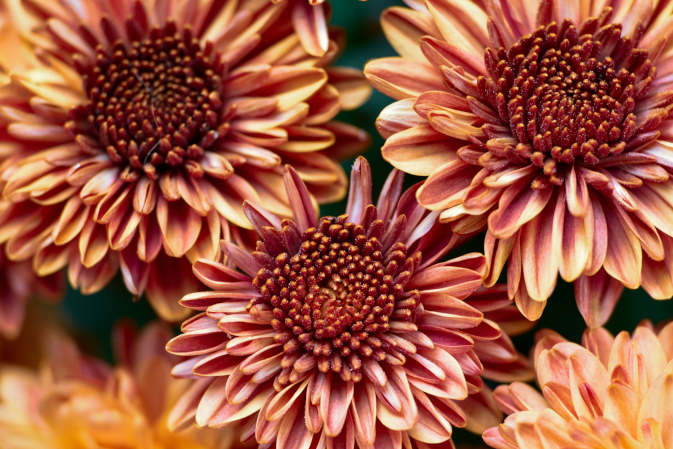 Byliny wieloletnie - kiedy najlepiej sadzić?