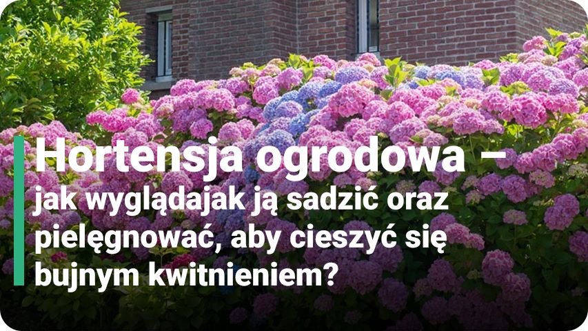 Hortensja ogrodowa – jak wygląda, jak ją sadzić oraz pielęgnować, aby cieszyć się bujnym kwitnieniem?