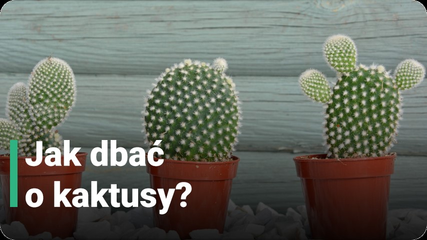Jak dbać o kaktusy?