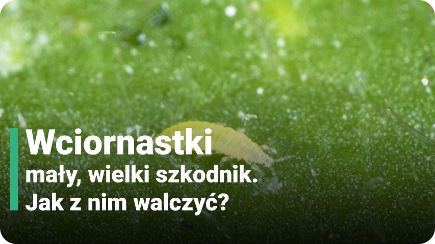 Wciornastki – mały, wielki szkodnik. Jak z nim walczyć?