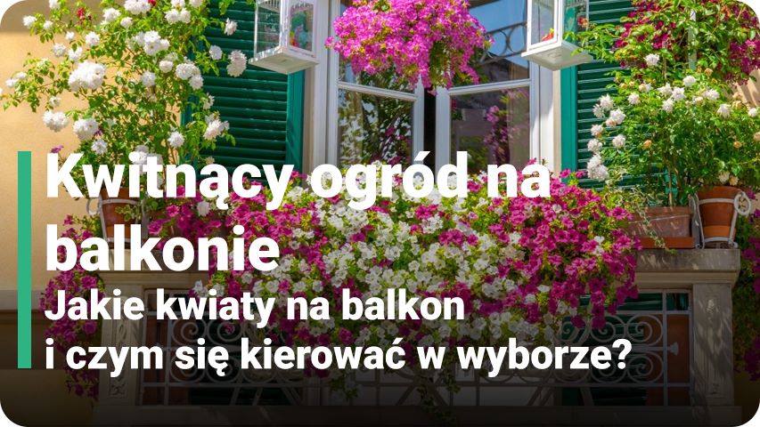Kwitnący ogród na balkonie. Jakie kwiaty na balkon i czym się kierować w wyborze?