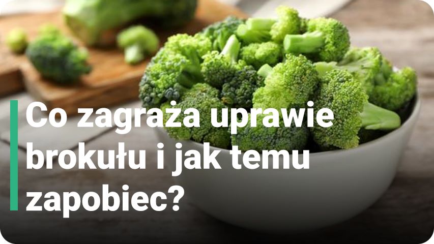 Co zagraża uprawie brokułu i jak temu zapobiec?