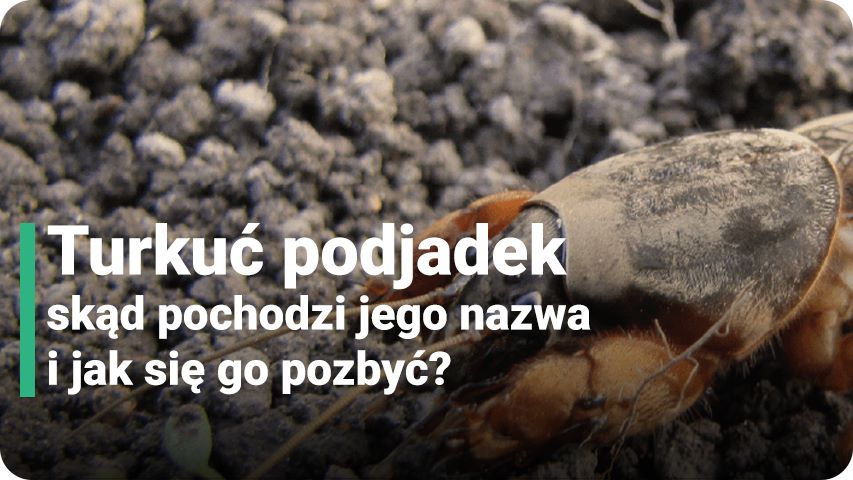 Turkuć podjadek. Larwa, gniazdo, naturalni wrogowie. Jak się go pozbyć?