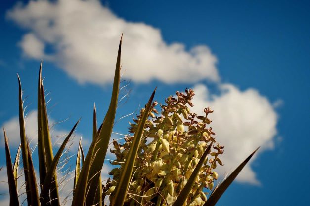 Juka ogrodowa - uprawa. Kiedy sadzić jukę ogrodową i jaki nawóz wybrać?