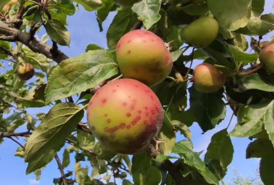 Tarczniki. Zwalczanie, rozpoznanie i objawy występowania tarcznika.
