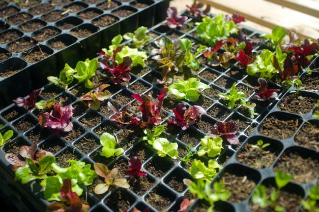 Mikoryza - rodzaje, znaczenie i sposoby wspomagania wzrostu roślin