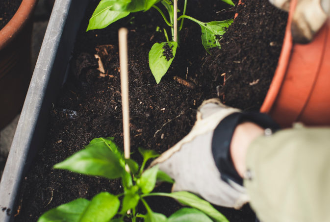 Nawozy do roślin ogrodowych - kluczowy element pielęgnacji ogrodu