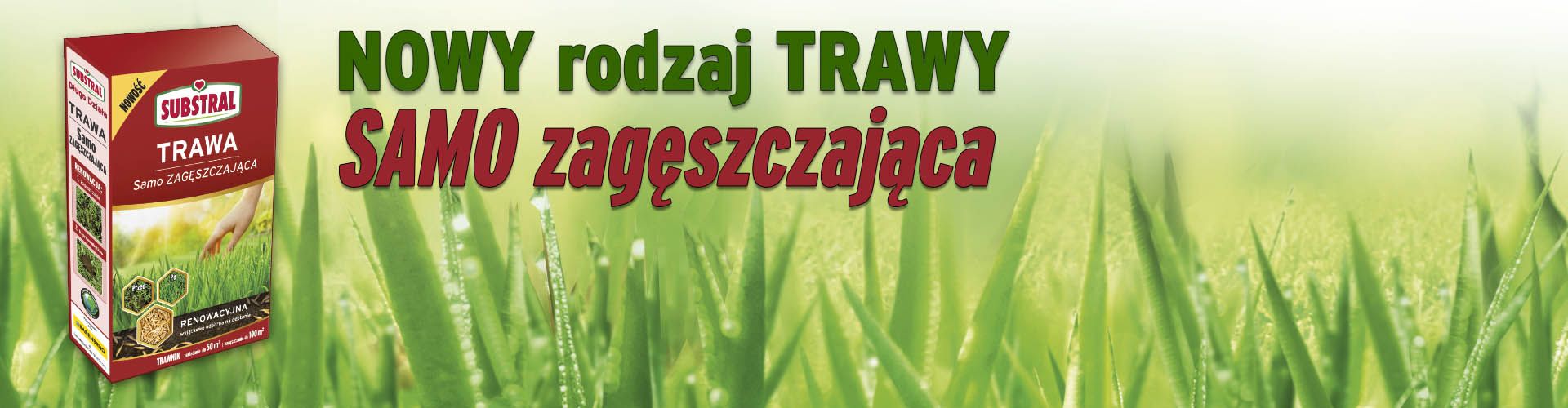 Trawa SAMO zagęszczająca przez kłącza. Czym jest nowa trawa zagęszczającą (rozłogowa)?