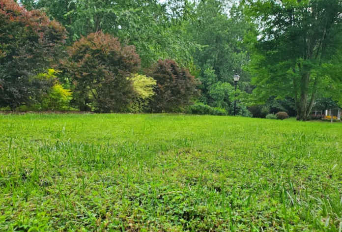 Jak usunąć mech z trawnika? Poradnik krok po kroku