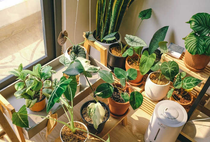 Skuteczne sposoby na meszki. Rozpoznanie, metody ochrony i ugryzienie meszki [PORADNIK]