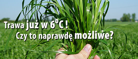 Wysiew nasiona trawy w 6C? Czy to możliwe?