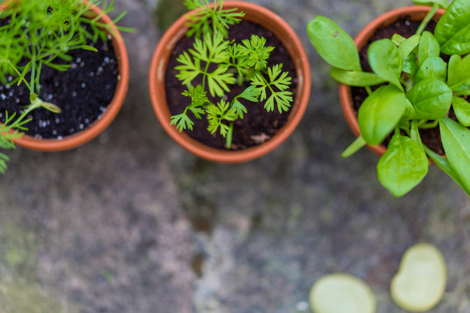 Biohumus – jak stosować w Twoim Ogrodzie? Poznaj praktyczne wskazówki
