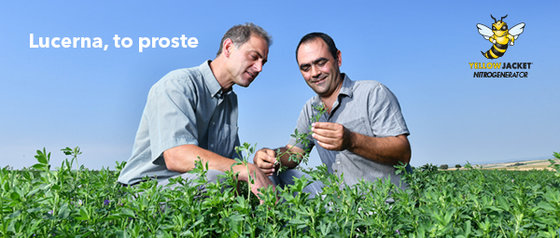 Lucerna - uprawa i nawóz. Jakie korzyści dla Ciebie i Twojego pola przyniesie Lucerna?